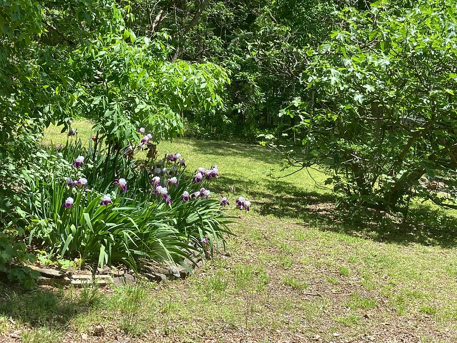 View of the garden from den.