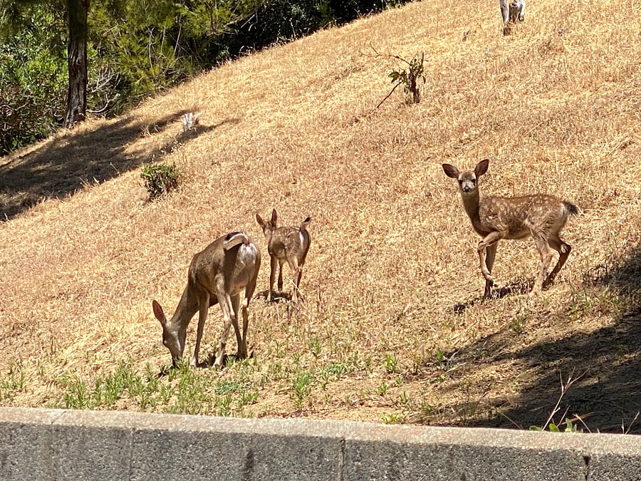 Local deer viewed from kitchen window.
