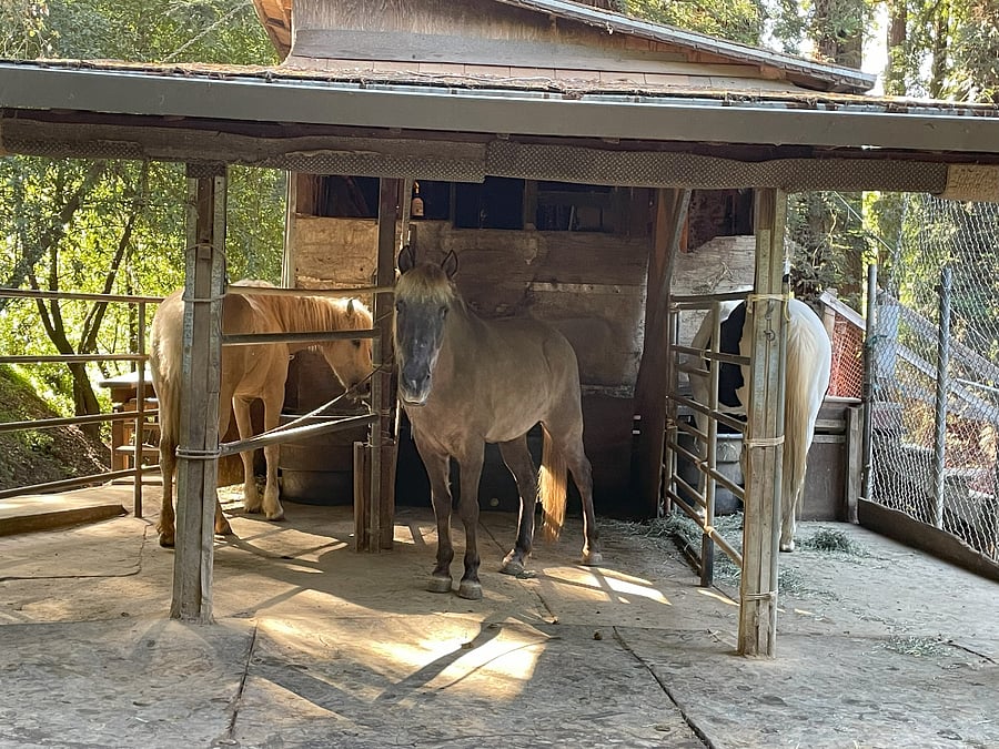 Horses for petting!