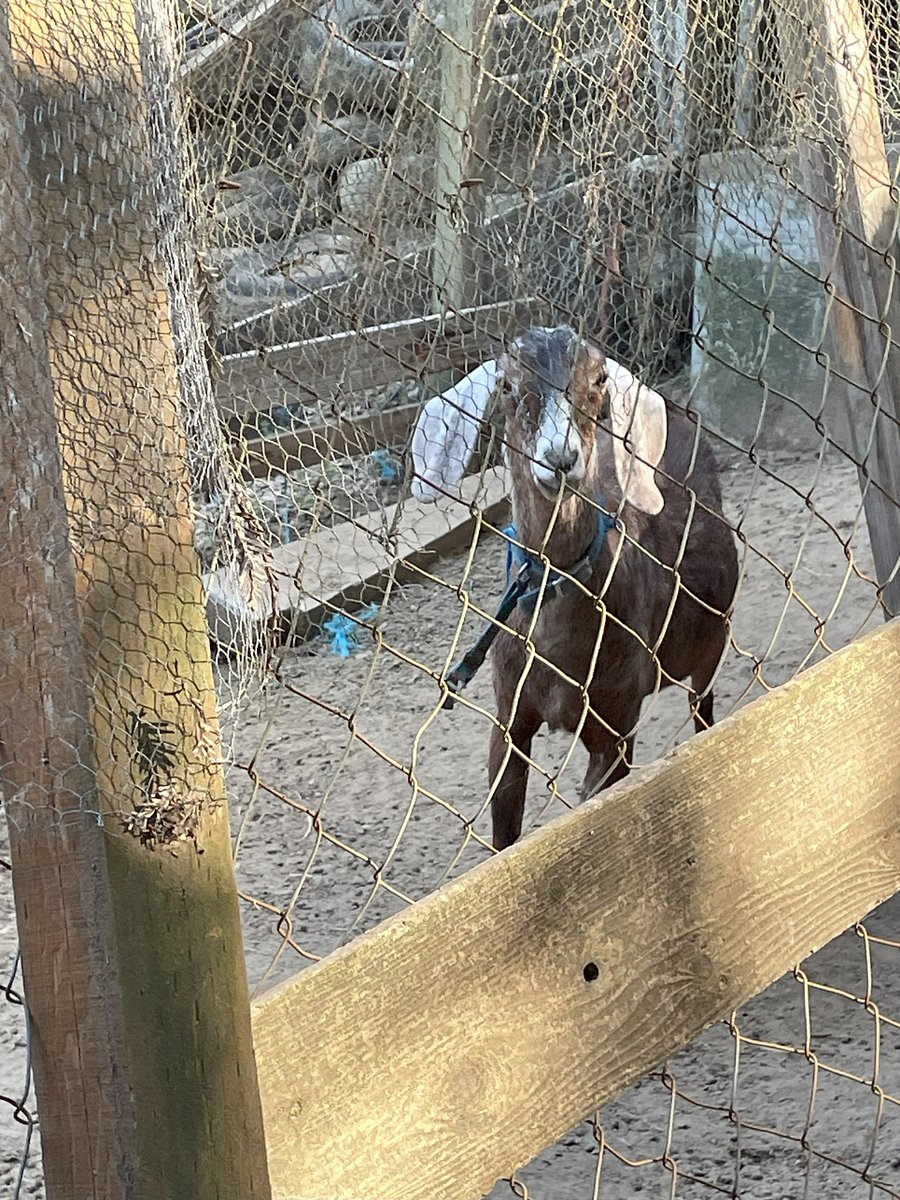 Fun farm goats!