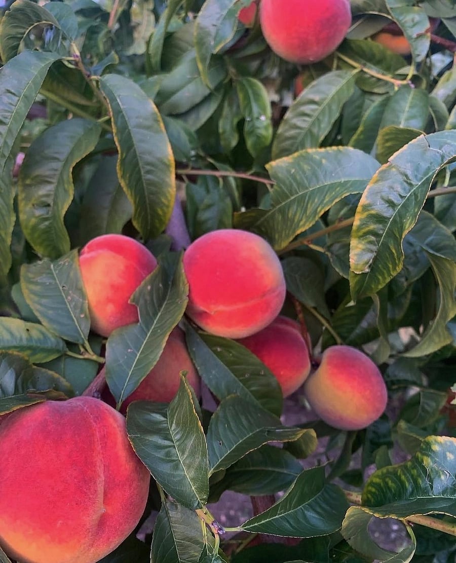 2 peach trees!