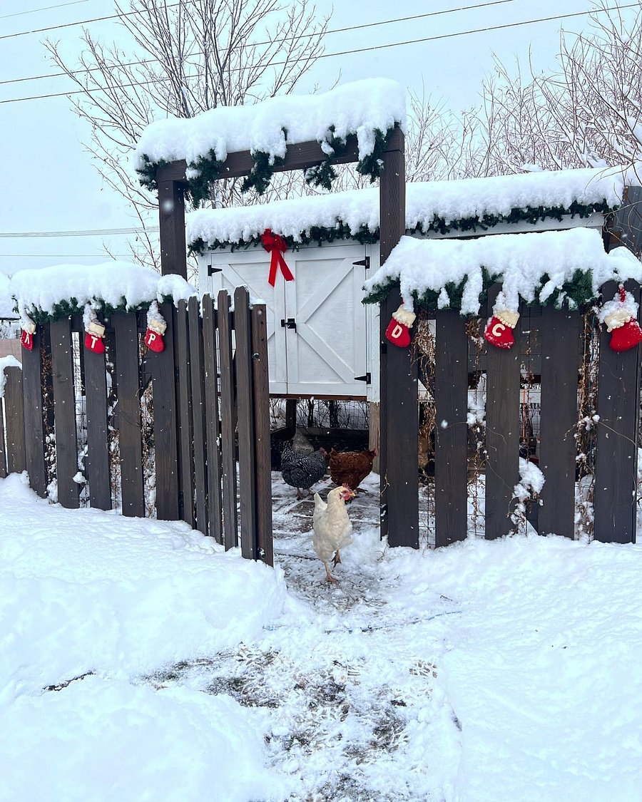 Chicken Coop (6 hens)