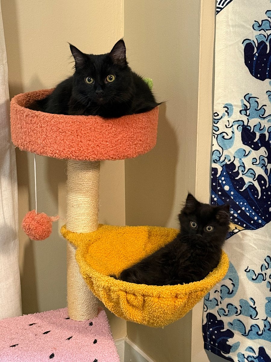 My 2 cats