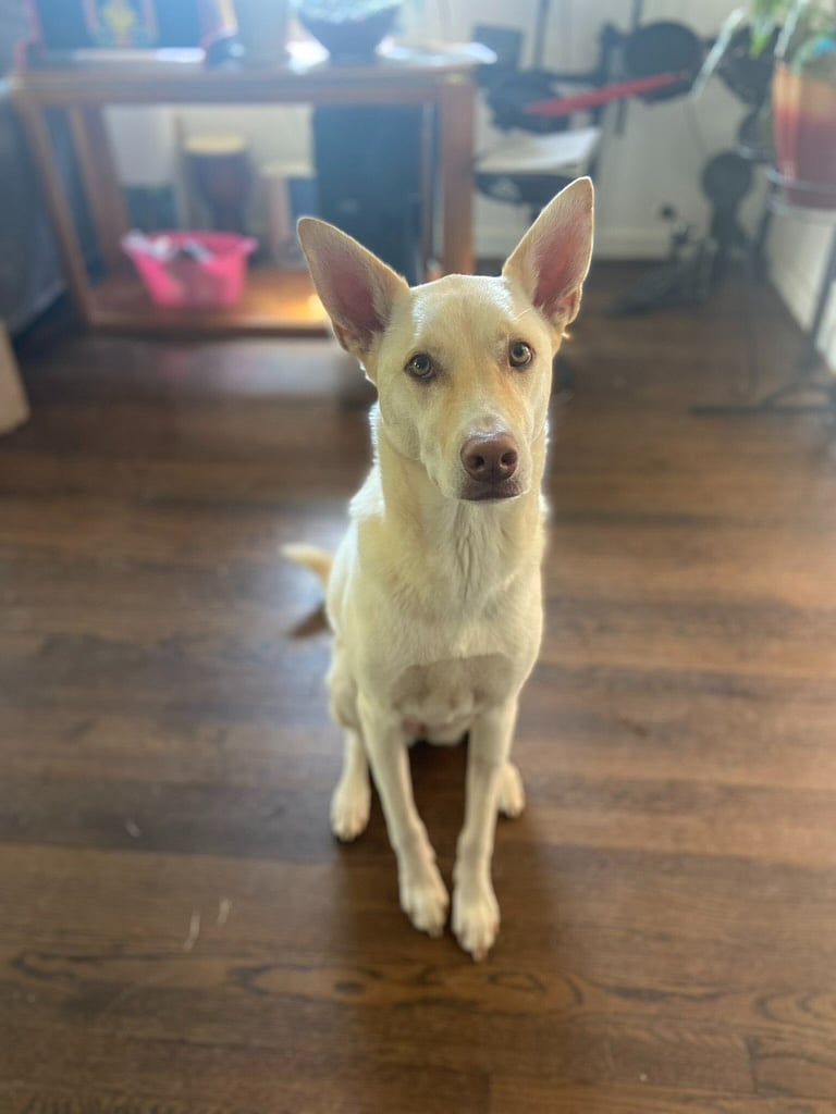 The renovated basement houses an on-site manager to help with any needs, and also Allie the dog, who is very well trained and plays well with people and pets. Carolina dogs are a primitive breed, known to be exceptionally smart and loyal.