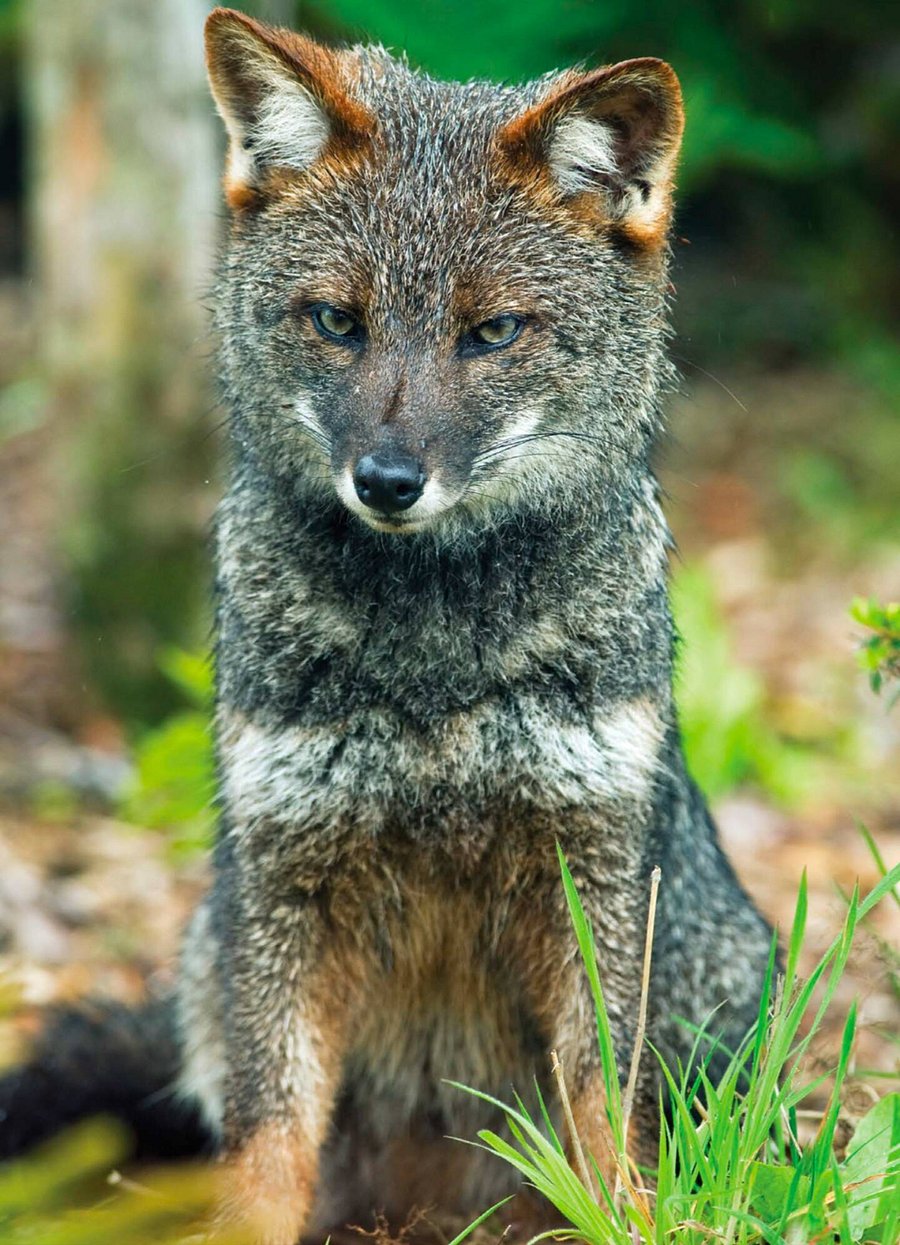 This home adopted a Darwins Fox - Travel with Purpose when you stay with us and assist in global efforts to help save this beautiful endangered species!