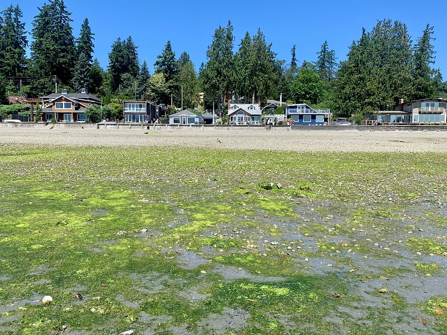 View of Home as Nestled in Neighborhood at Minus Tide