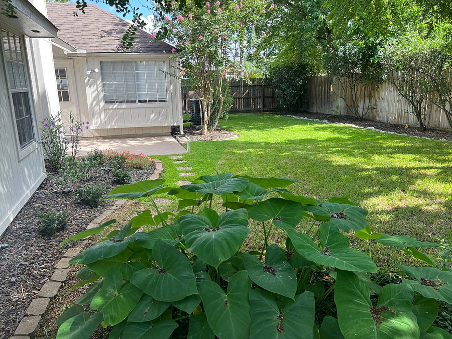 Rear Yard