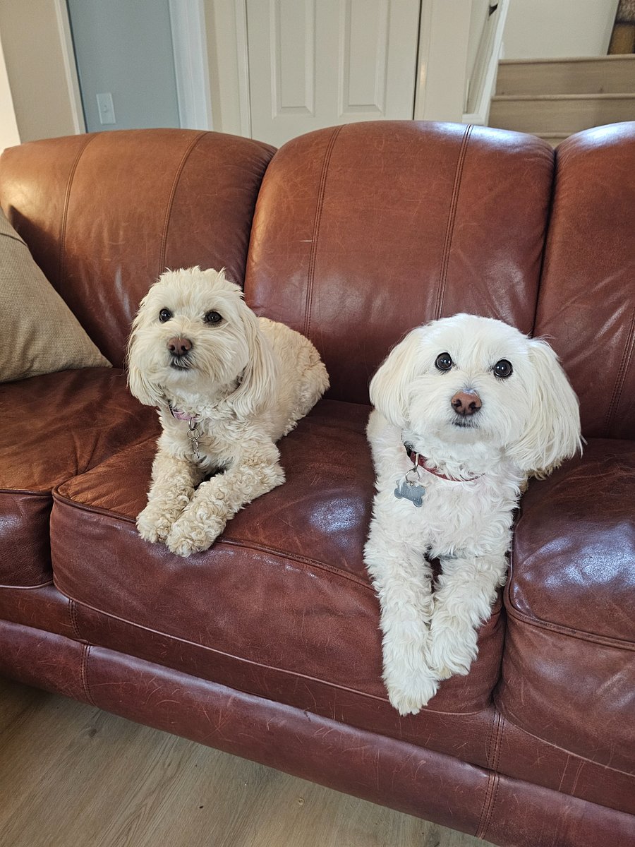 Chelsea and Benji. Poodle mixed breeds and hypoallergenic.