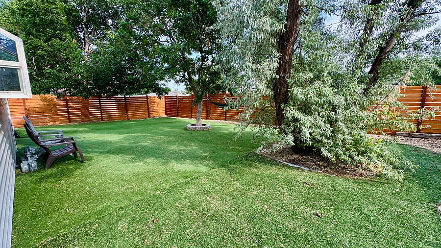 Russian olive tree