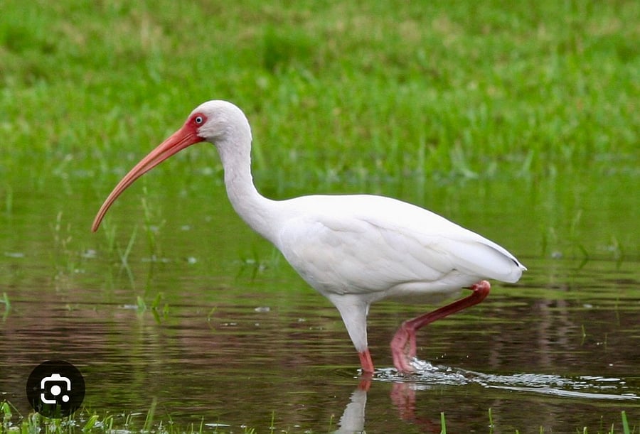 The white Ibis that is common to the county and Florida in general. They are sweet, and mostly scared of people. 
