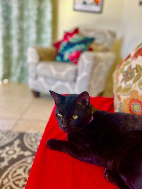 This is Milo, my cat. He's friendly, but he'll be asking for food all the time. Do not believe him, he is well fed.