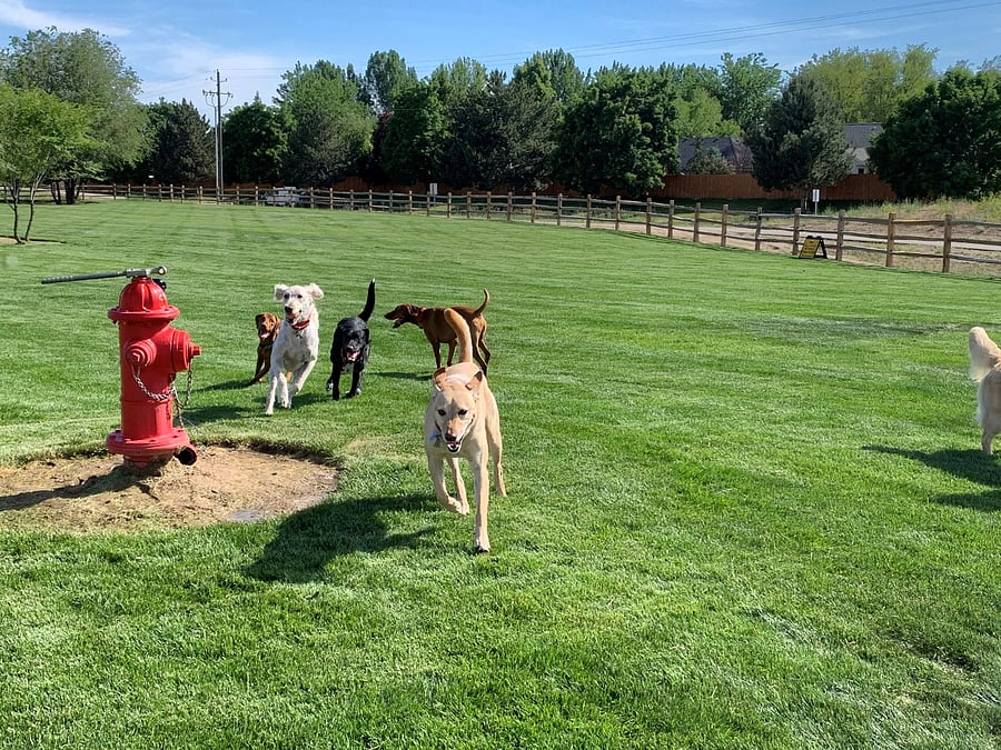 Huge dog park with separate sections for large and small dogs.  Just a 2-minute walk from your front door