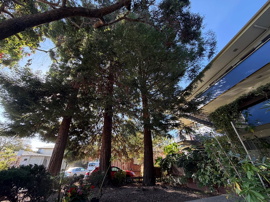 Redwood trees in the courtyard facing Sacramento Street.