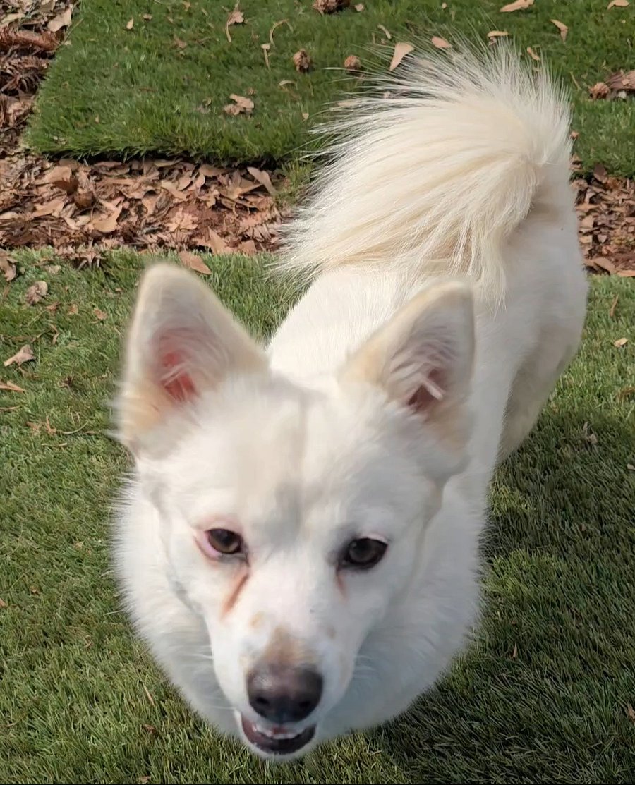 Seon (sun) 20 pound Korean Jindo. Friendly to people, cats and dogs.