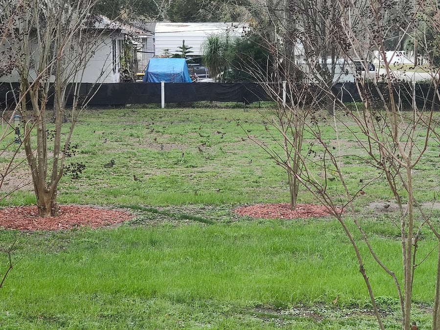 Back yard facing the back property line