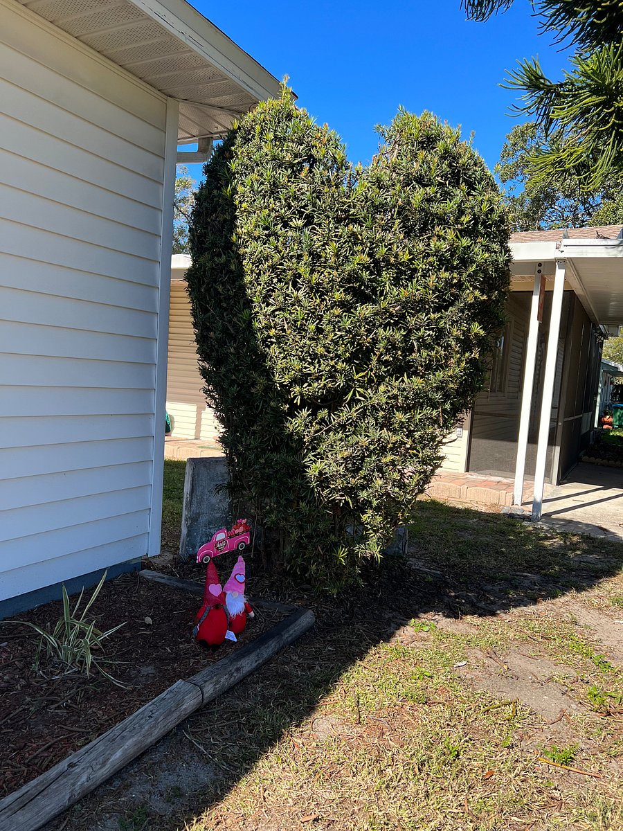 Heart-shaped welcoming bush!