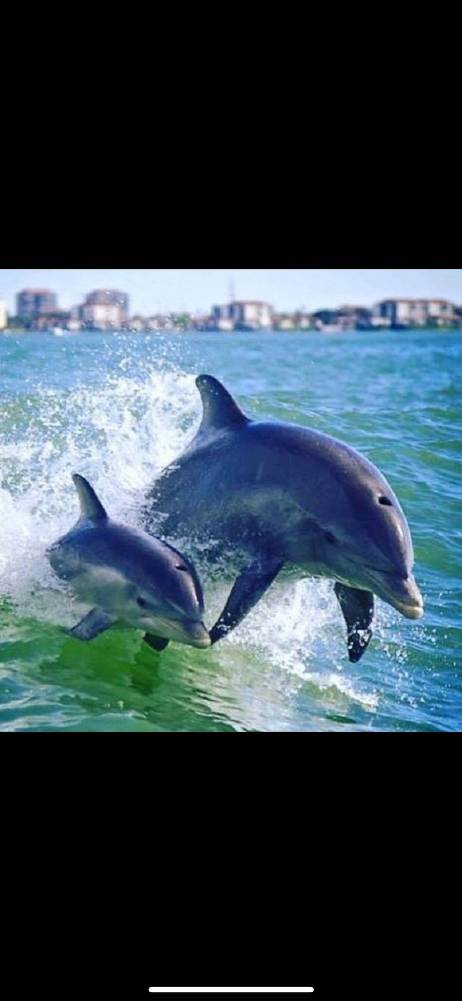 Take a tour to see dolphins in Clearwater Beach!