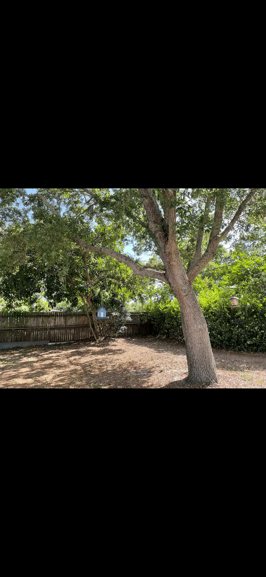 Birds visit sometimes.