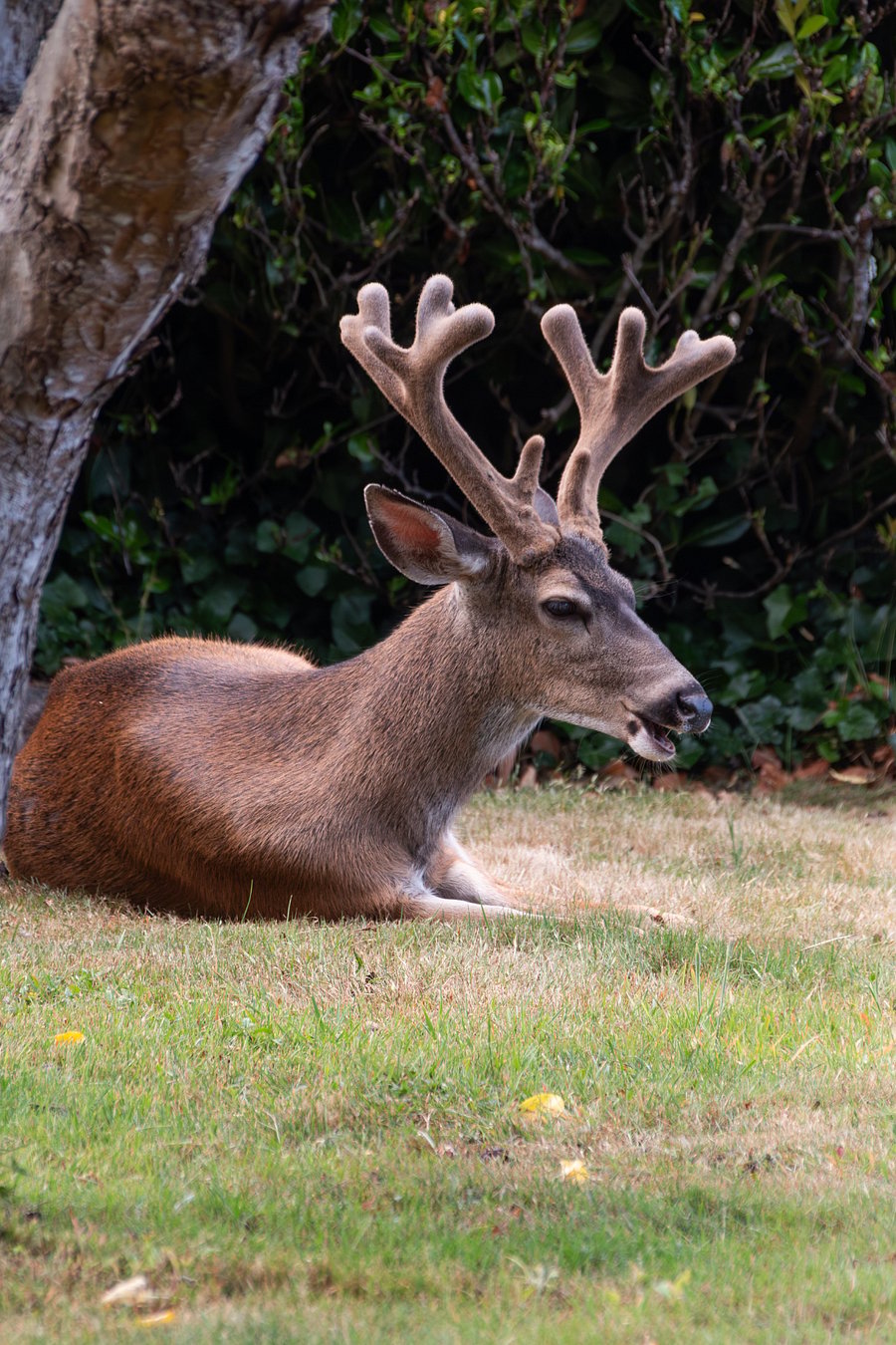 One of the local deer enjoying our yard