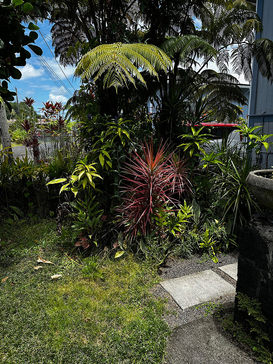 front garden 3
