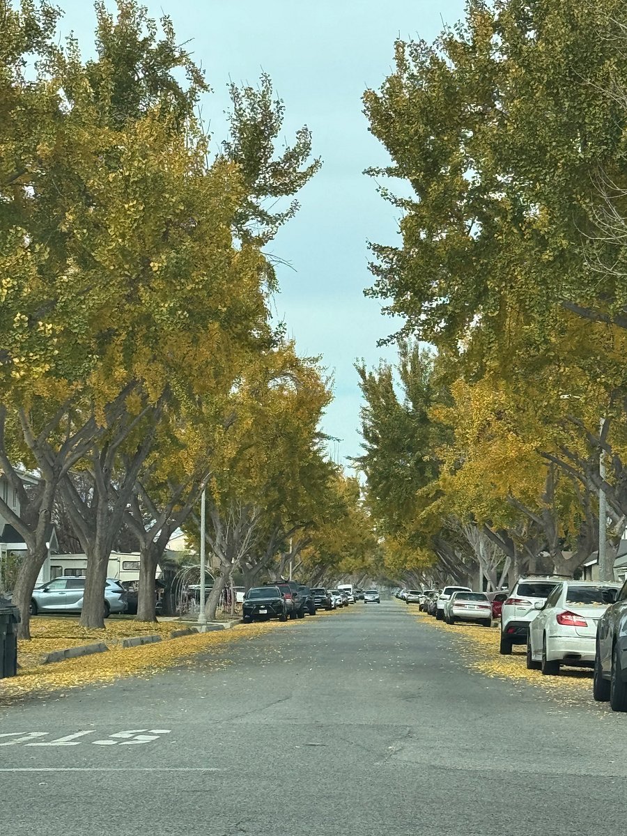 Tree lined street