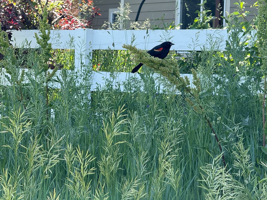 So many red-winged black birds because of the water and reed grass.