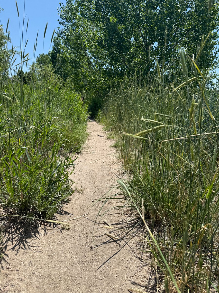 The path just off the path on the walking trails where I love walking my dogs. This is right inside the neighborhood.