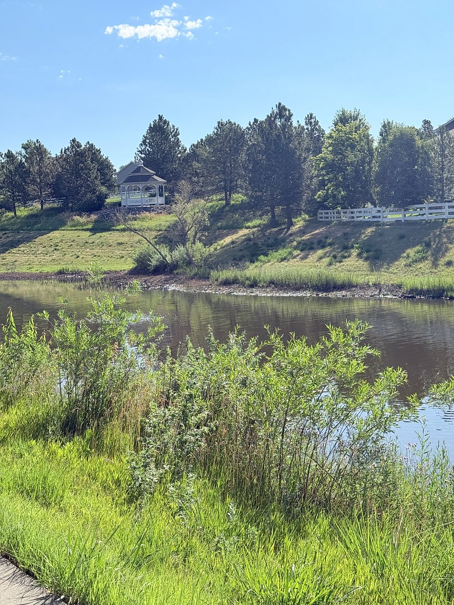 At the end of our street is the pond