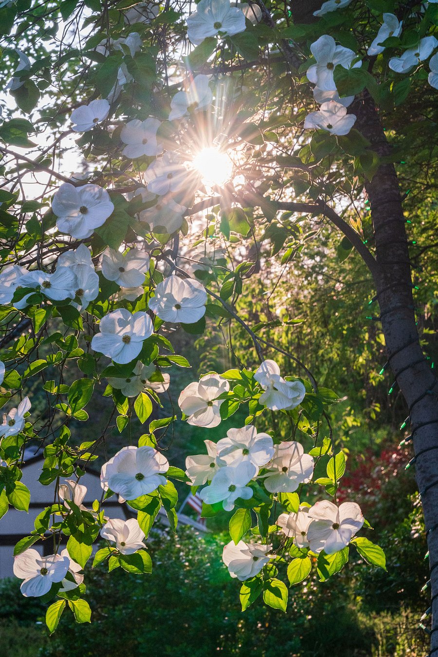 The dogwood trees on the property are amazing
