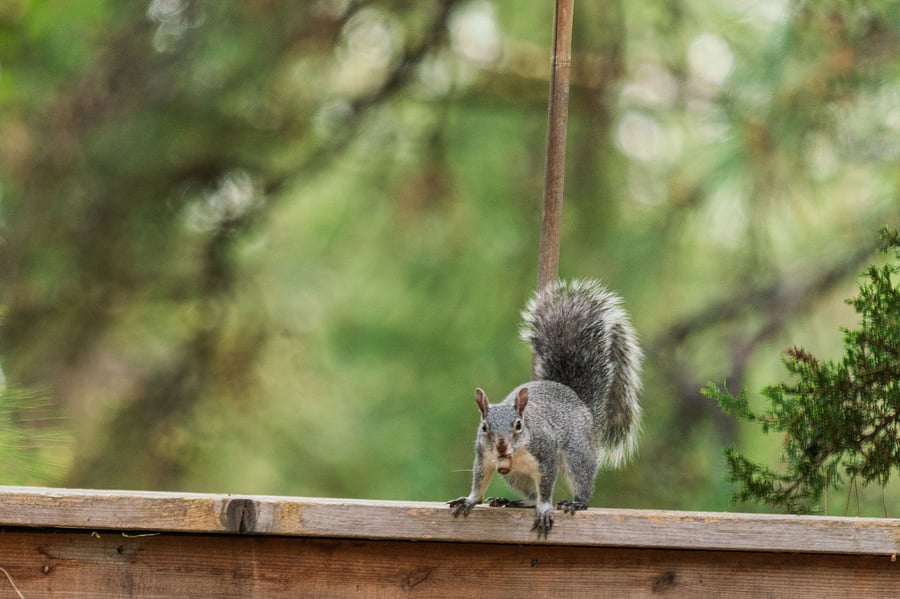 We have lots of happy squirrels here