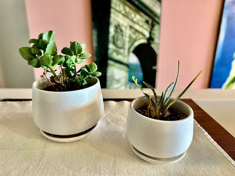 Lots of live plants throughout the home to stay connected to nature.