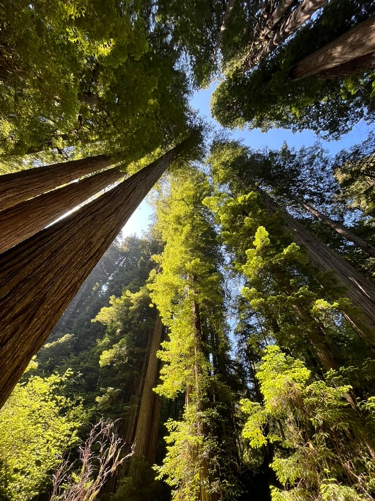 The TREES!!!