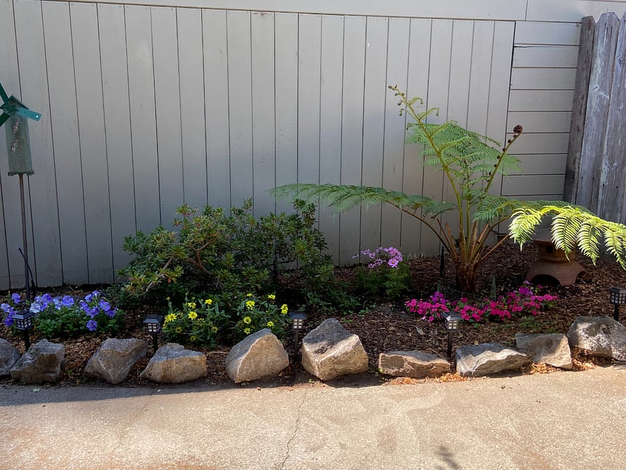 Backyard Flowers