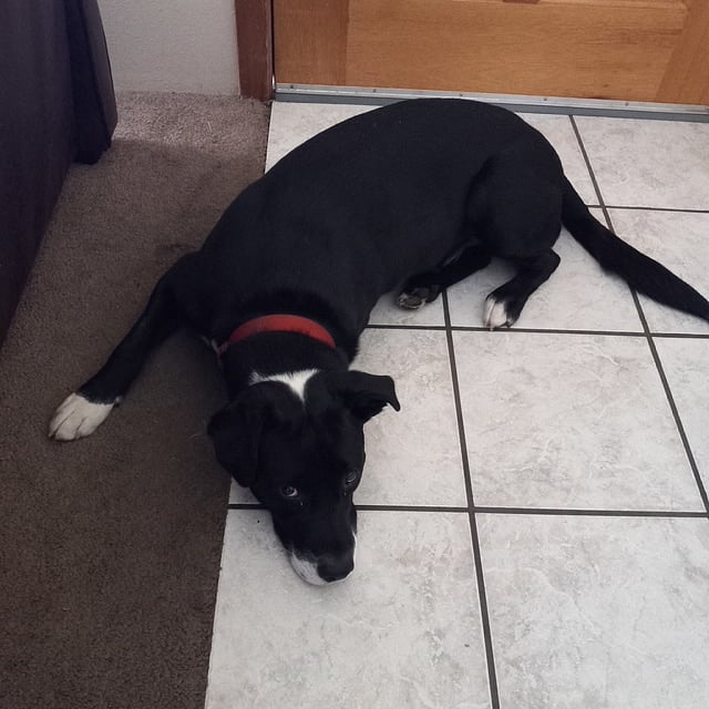 Meet Diego...he is a 60 lb "Love Bug" who is a good listener but doesnt offer solutions. He loves hugs, attention, and treats.