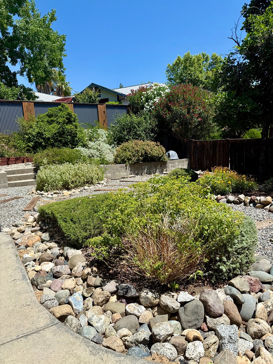 Garden Beds in Backyard (all on drip system)