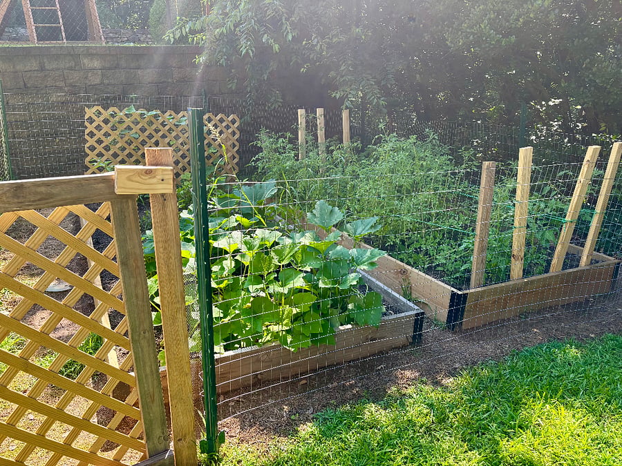 vegetable garden