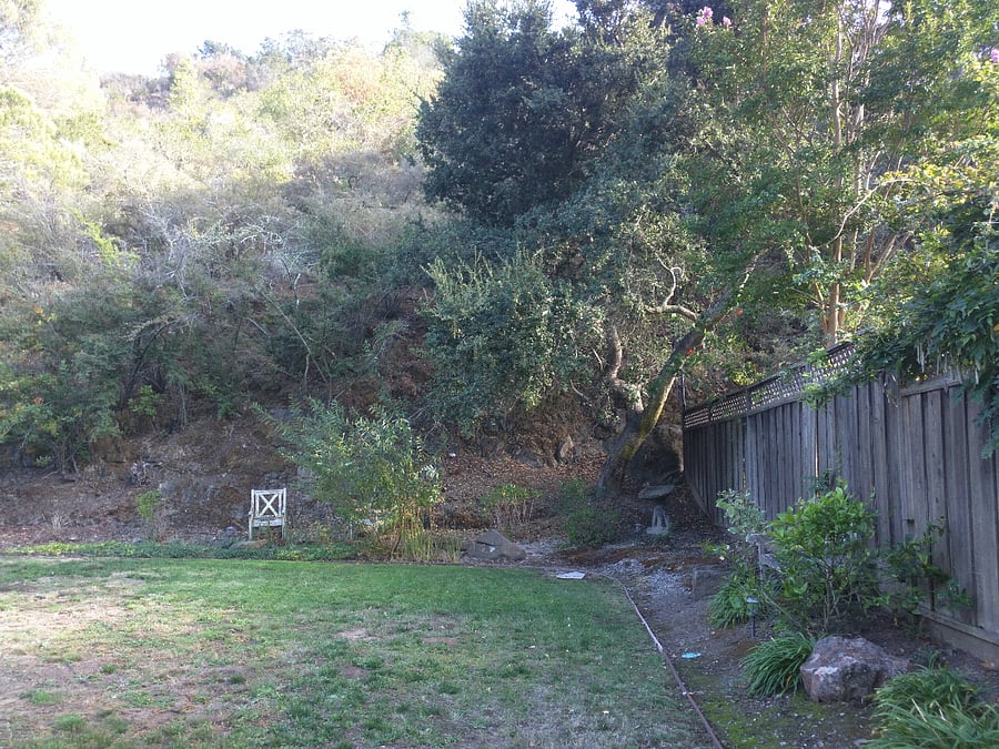 Back lawn