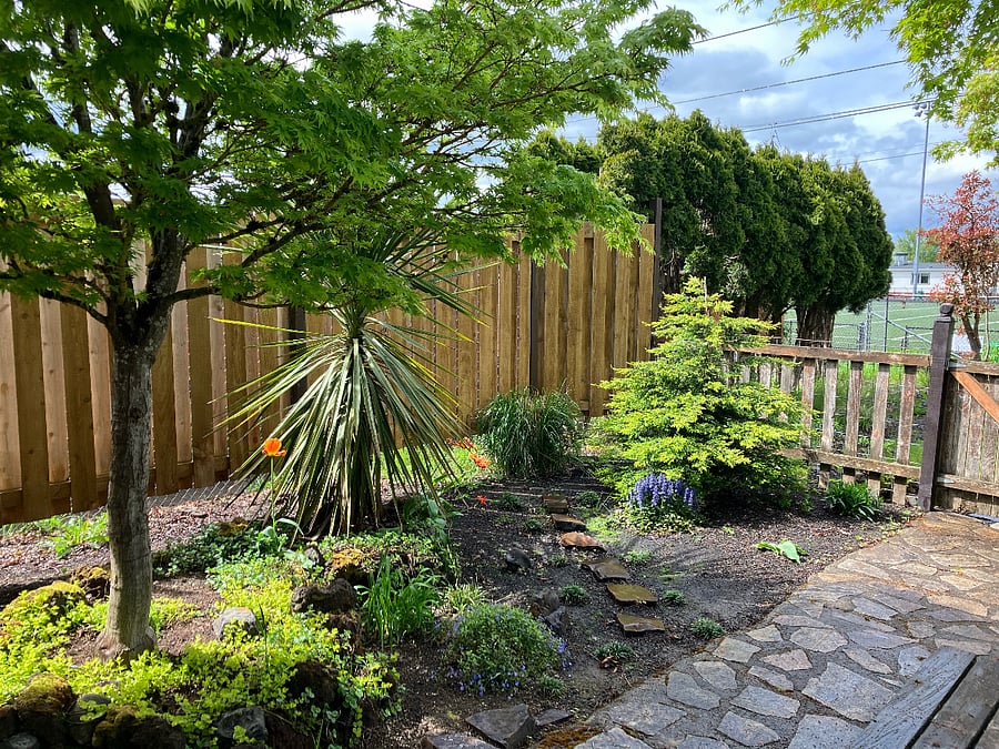 Backyard