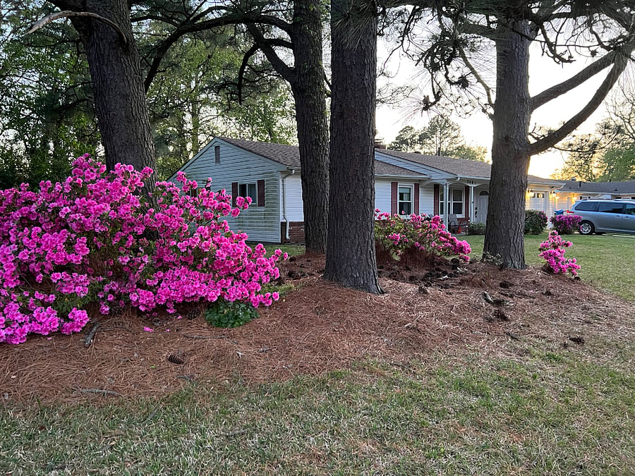 Beautiful spring blooms!