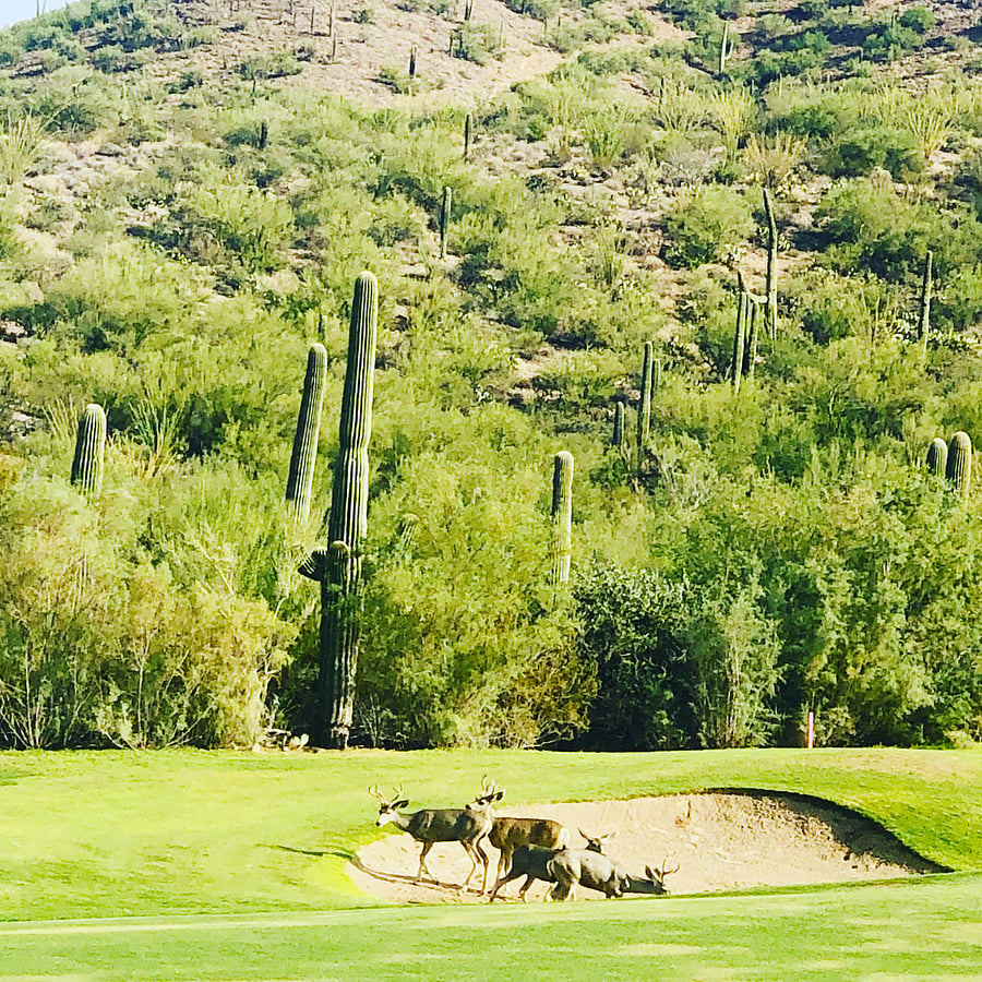 The condo community is snuggled up to the Starr Pass golf course.
