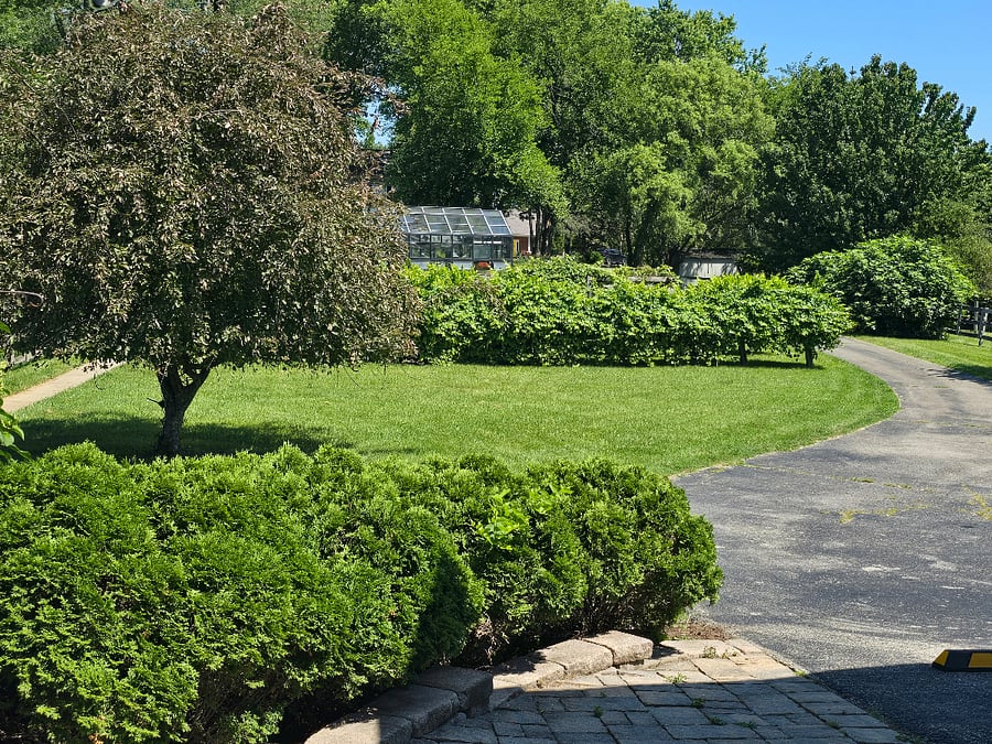 View of vineyard, fig, pear and apple trees, and greenhouse from apartment