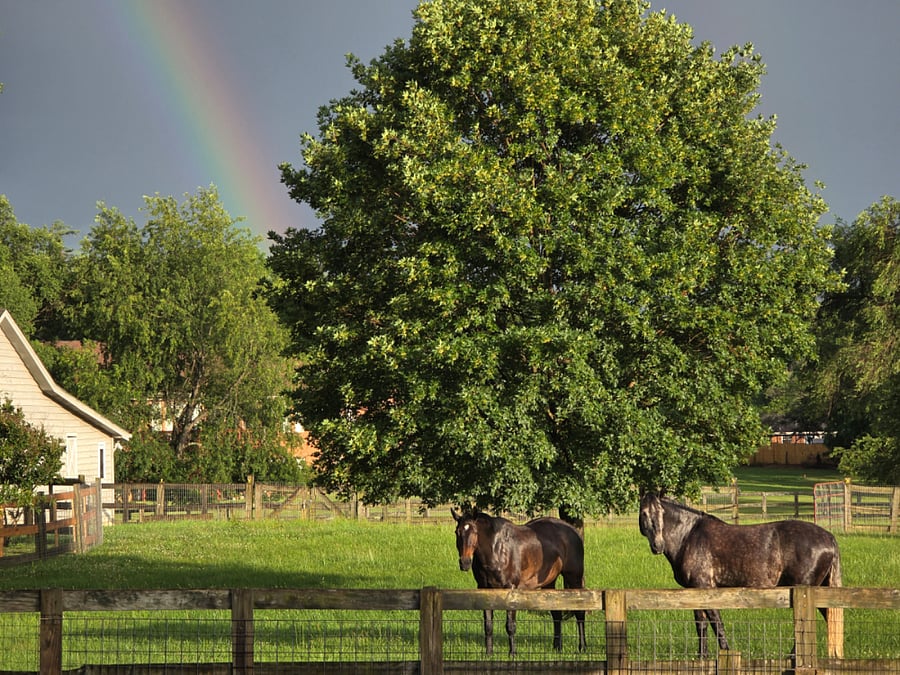Horse pasture adjacent to apartment