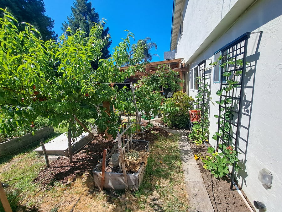 Back yard gardens to trellis