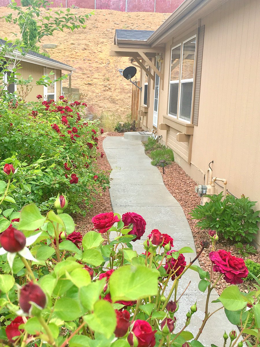 Front entry walkway and rose garden