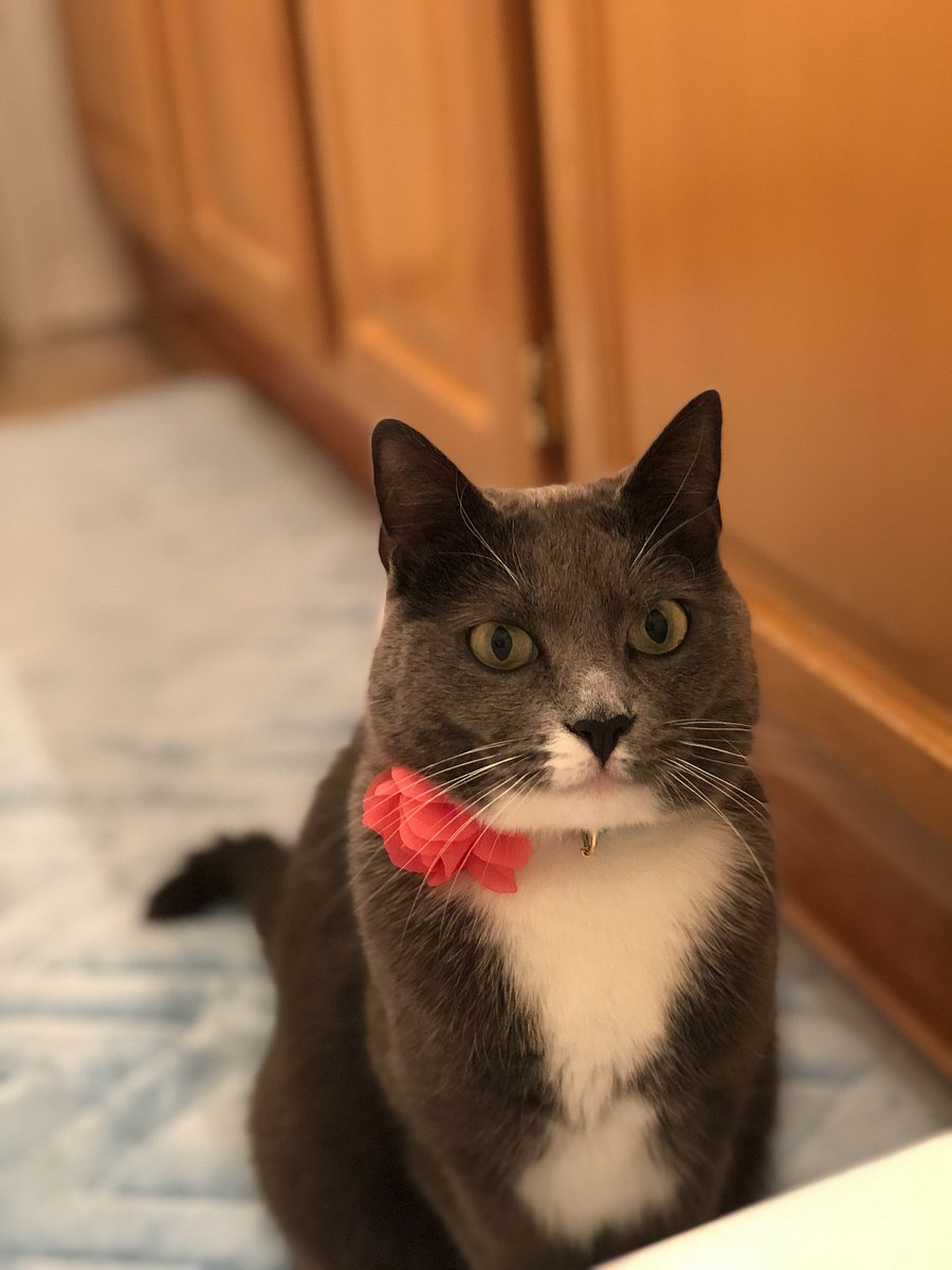 This is Jaycee, the resident cat. If you are allergic or dislike cats, this would not be a good fit for you. 