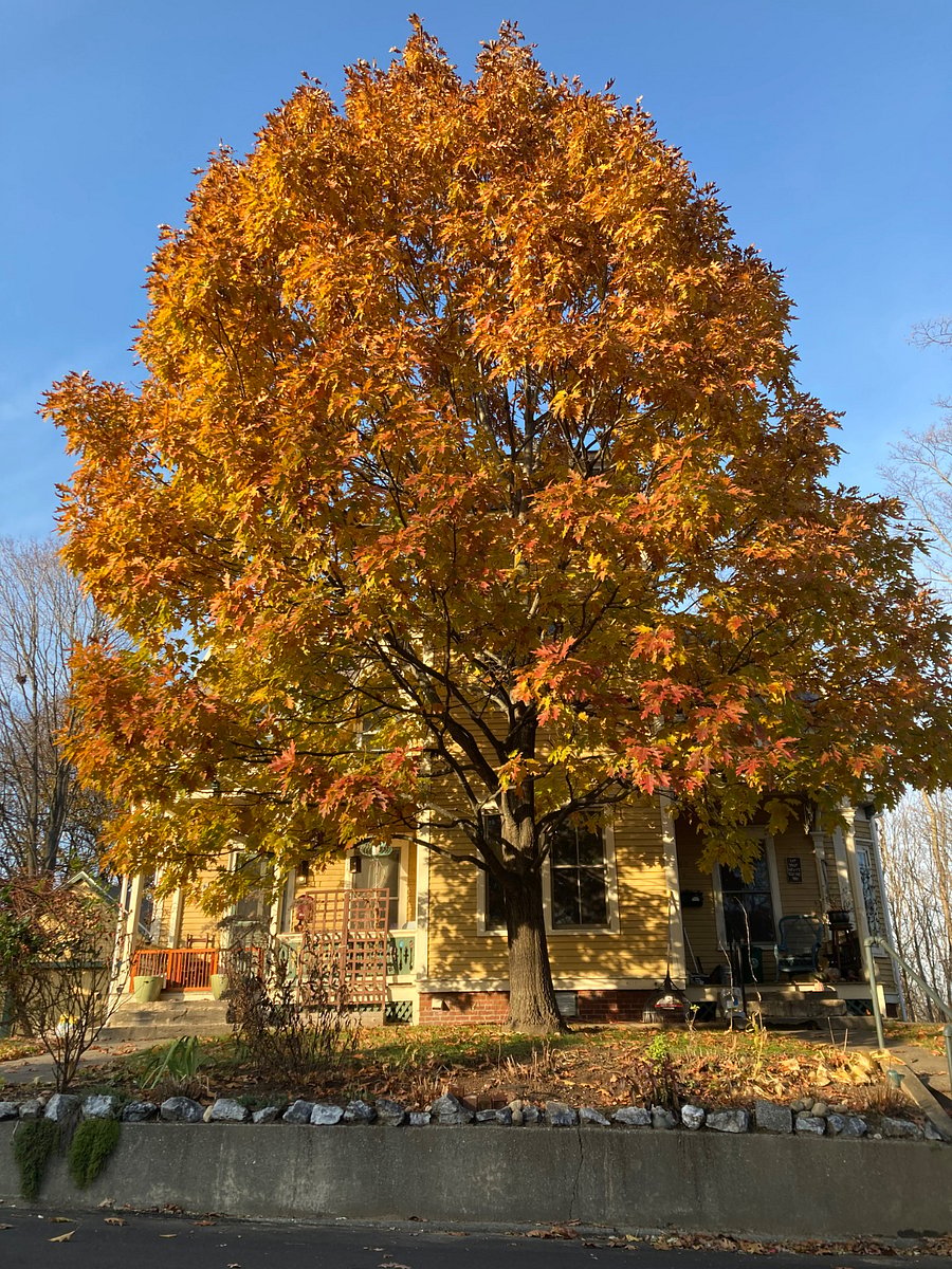 oak tree in front of the house in the fall