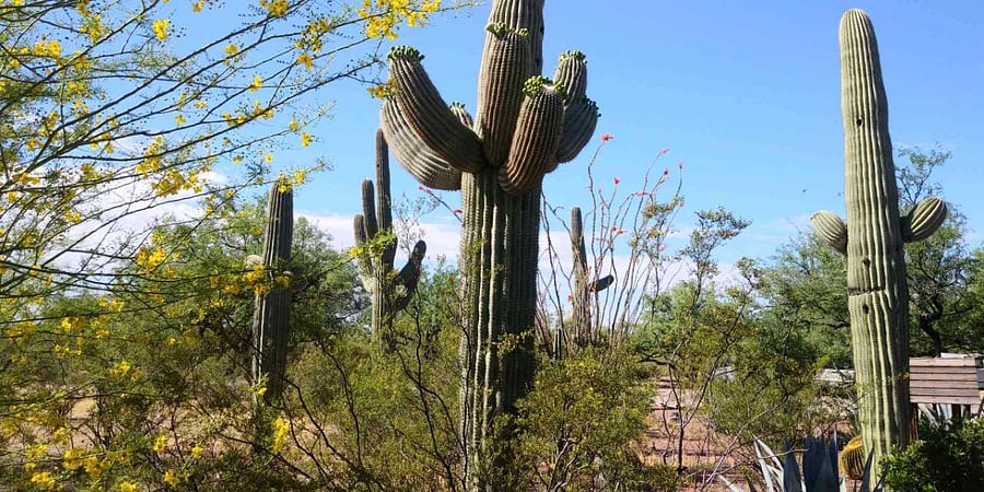Our own personal Saguaros