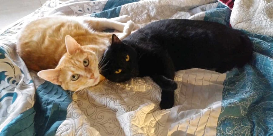Our kitties -- they think they're dogs :)