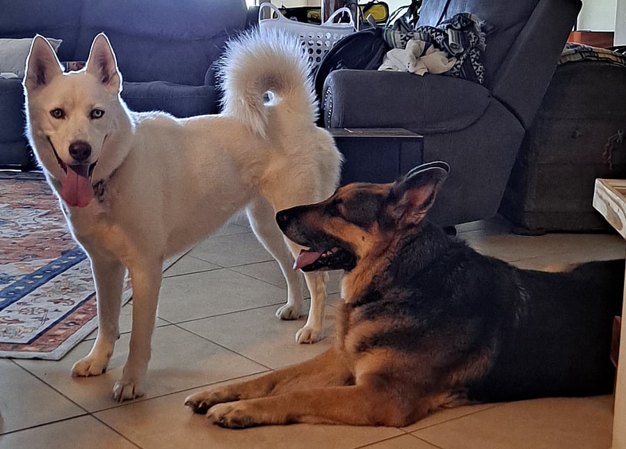 Our very friendly pups