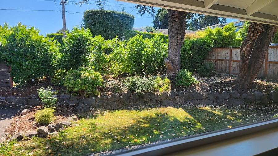 Front yard